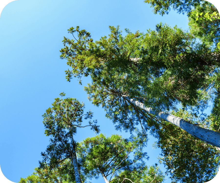 環境保護をイメージした青空と樹木の風景写真
